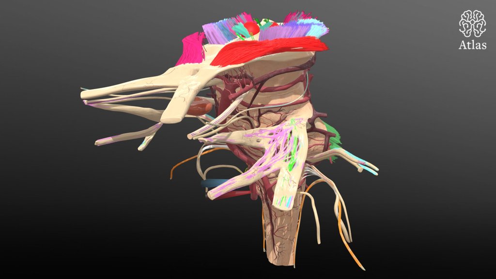 medullary-entry-zones-3d-models-the-neurosurgical-atlas